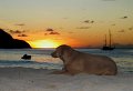 Stray Dog